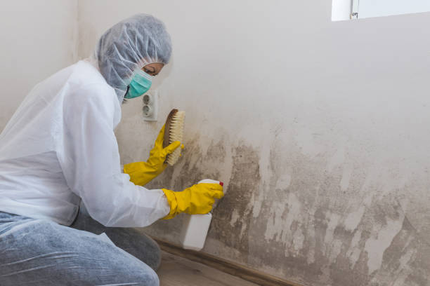 Best Emergency Mold Remediation  in St Leon, IN