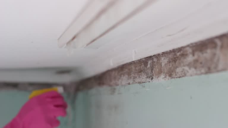 Best Asbestos and Lead Testing During Mold Inspection  in St Leon, IN